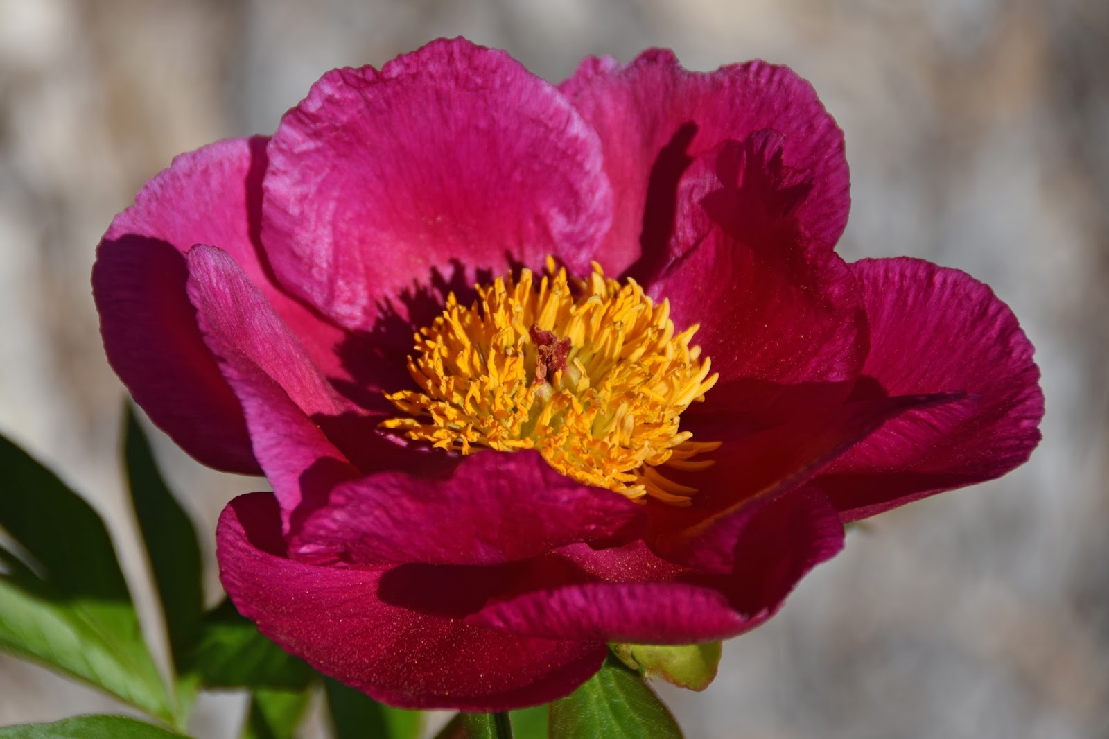 Пион Розэлетте Paeonia Roselette
